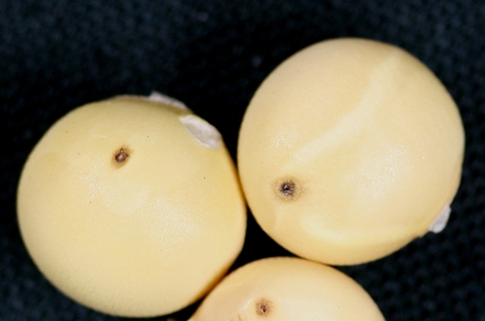 フタスジヒメハムシの被害1