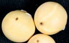 フタスジヒメハムシ被害5