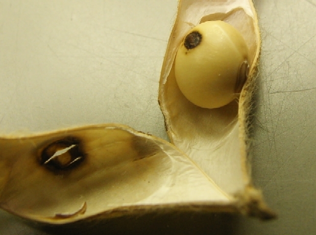 フタスジヒメハムシ被害6