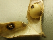 フタスジヒメハムシ被害6