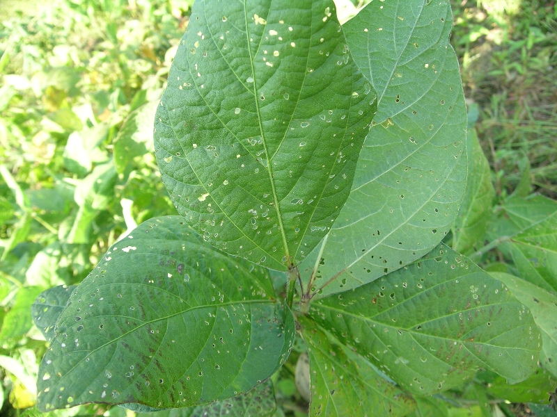 フタスジヒメハムシ被害1