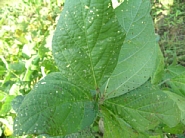 フタスジヒメハムシ被害1