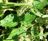 フタスジヒメハムシ被害2