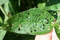 フタスジヒメハムシ被害3