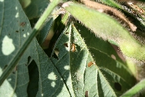 フタスジヒメハムシ被害4