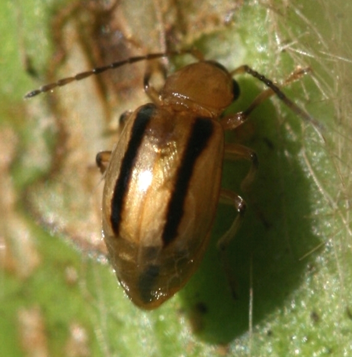 フタスジヒメハムシ形態1