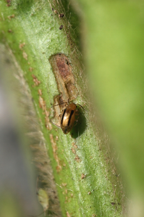 フタスジヒメハムシ形態2