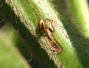 フタスジヒメハムシ形態3