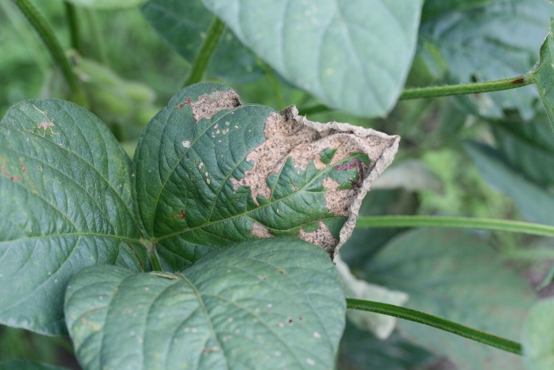 原因不明葉枯れ1