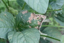 原因不明葉枯れ1