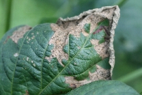 原因不明葉枯れ2