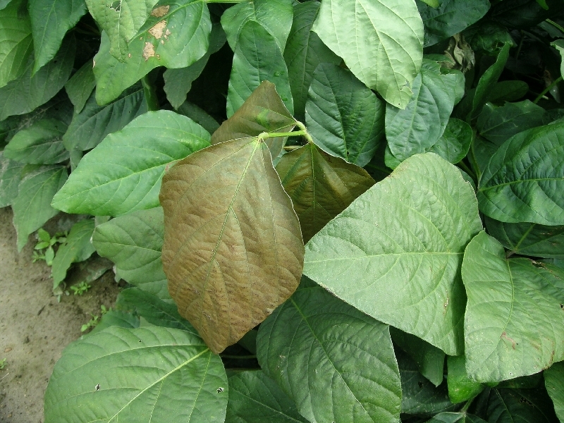 原因不明葉枯れ1