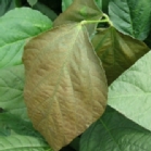 原因不明葉枯れ1