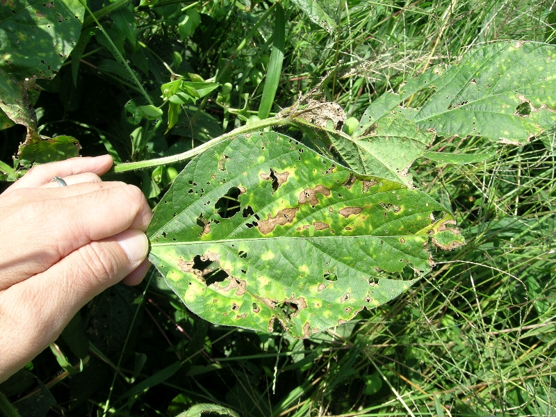 原因不明葉の斑点1