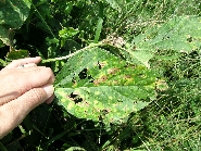 原因不明葉の斑点1