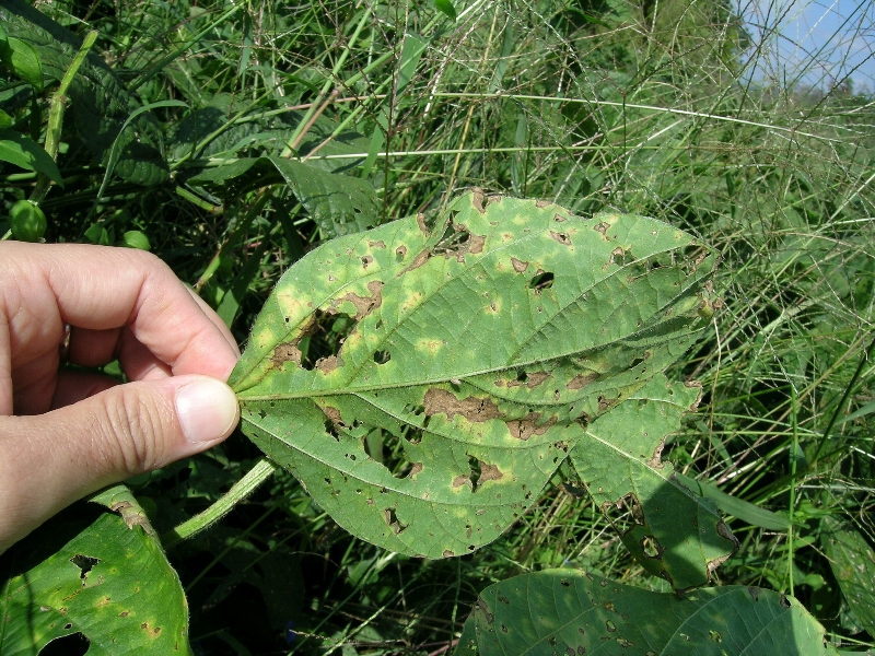 原因不明葉の斑点2