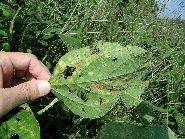 原因不明葉の斑点2