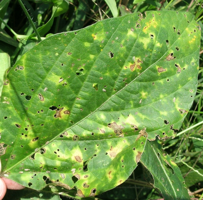 原因不明葉の斑点3