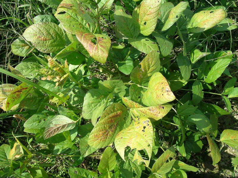 原因不明葉の変色1