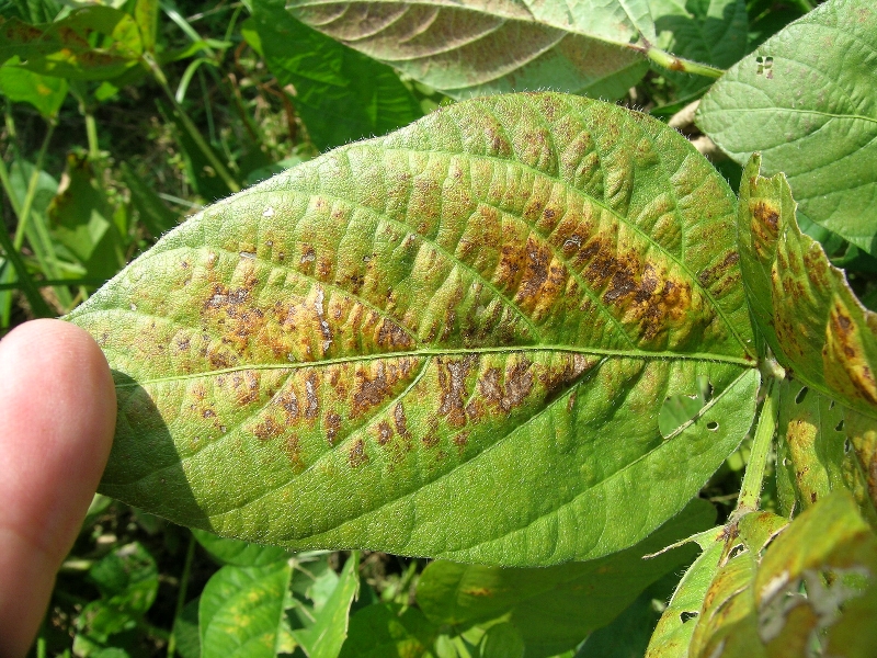 原因不明葉の変色2