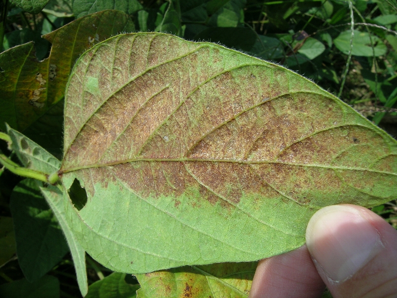 原因不明葉の変色3