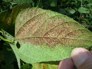 原因不明葉の変色3