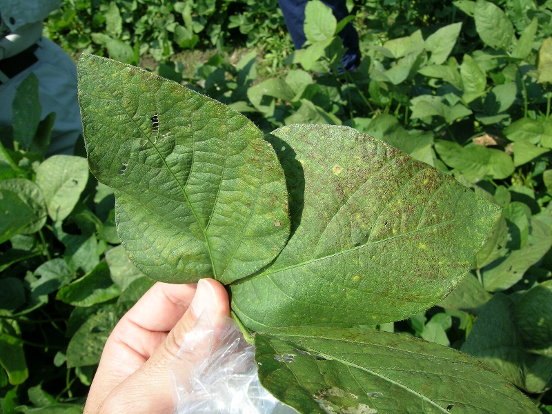 原因不明葉の変色1