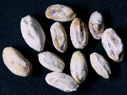 原因不明（種子1）