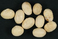 原因不明（種子2）