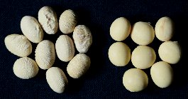 原因不明（種子2）