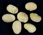 原因不明（種子3）