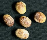 原因不明（種子5）