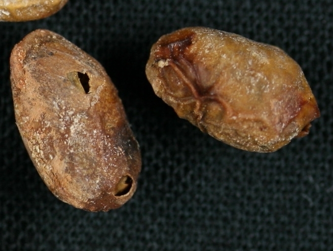 原因不明（種子6）