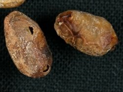 原因不明(種子6)