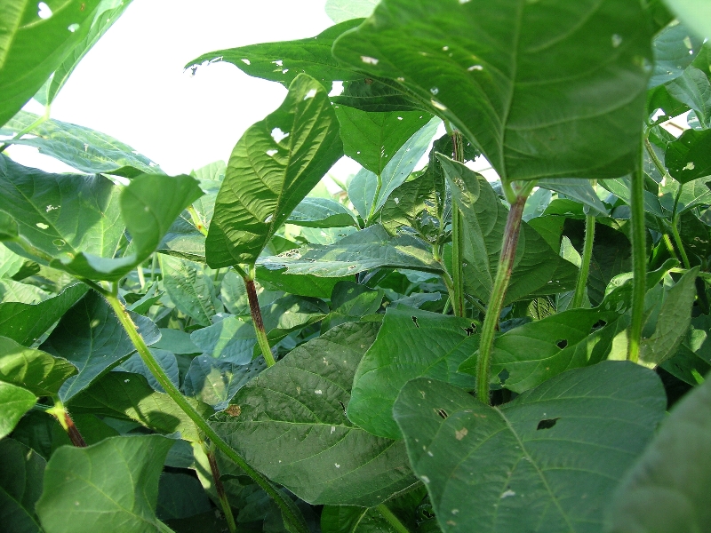 原因不明葉柄変色１