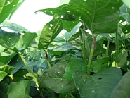 原因不明葉柄変色１