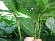 原因不明葉柄変色2