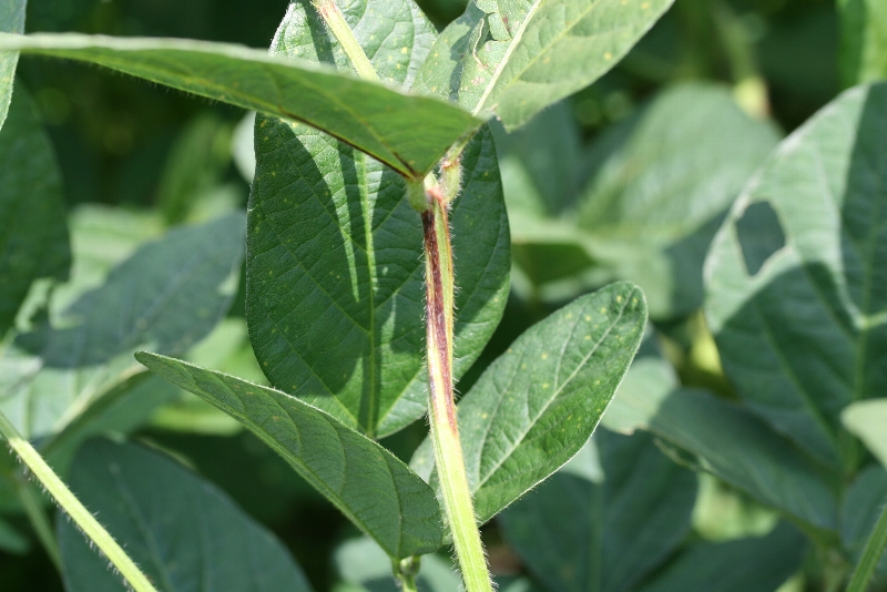 原因不明葉柄変色3