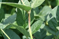 原因不明葉柄変色3