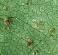 ハダニ類の形態3