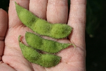 ハダニ類の被害7