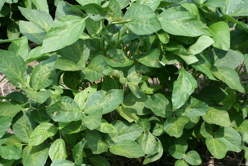 ハダニ類被害10