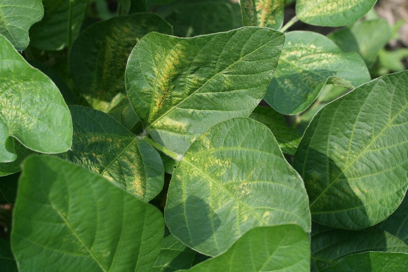 ハダニ類被害11