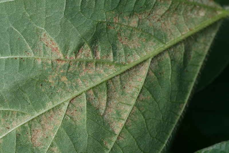 ハダニ類被害12