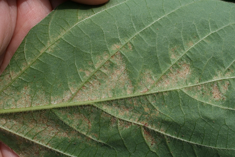 ハダニ類被害13