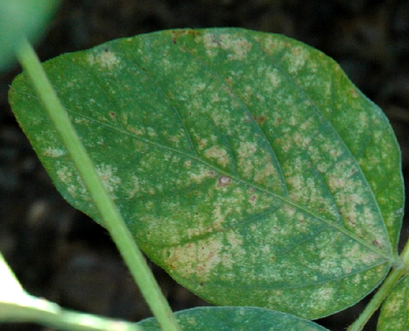 ハダニ類被害18