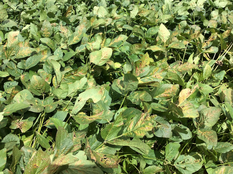 ハダニ類被害18