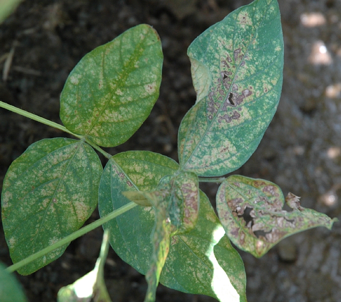 ハダニ類被害14