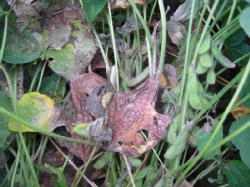 葉が枯れている（しおれている）1