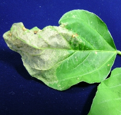 葉が枯れている（しおれている）2